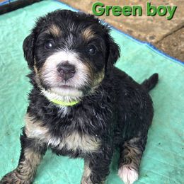Green boy - Tri-color male Bernedoodle puppy in Taft, Tennessee from McGraw's Fetching Pups