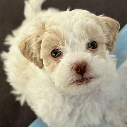 Cavapoos from North Georgia Cavapoos