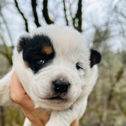 Sierra - Blue mottled female Australian Cattle Dog puppy in Redding, California from Macushla Kennel
