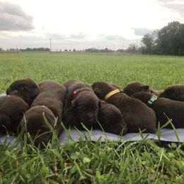 Dilute Retriever and Labrador Retriever Puppies from CKB Labradors
