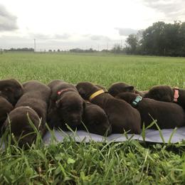 Dilute Retriever and Labrador Retriever Puppies from CKB Labradors