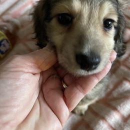 Dachshund Puppies from Little Kisses Doxies