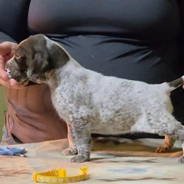 Yellow Girl - Liver and white female German Shorthaired Pointer puppy in Kenai, Alaska from LakeHaus Kennels