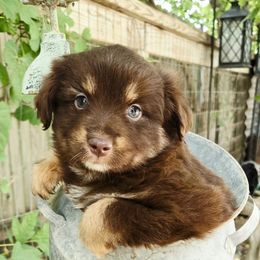 Grace - Red tri female Miniature Australian Shepherd puppy in Ennis, Texas from God’s Little Aussies