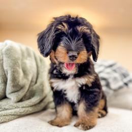 Colby - male Australian Mountain Doodle puppy in Sharpsburg, Georgia from Steindoodles