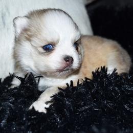 Mouse (Rare extreme toy size) - Merle female Pomsky puppy in Chino Valley, Arizona from Rose Peek Pomskies