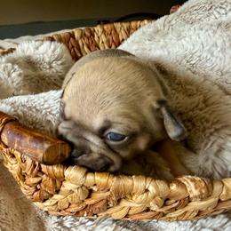 Gus - Fawn male French Bulldog puppy in Billings, Montana from Yellowstone Frenchies