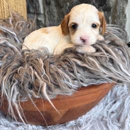 Charlotte - Blenheim female Cavapoo puppy in Natural Bridge, Virginia from Padgetts Hill Puppies