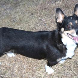 BAILEY - Pembroke Welsh Corgi