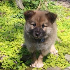 Icelandic Sheepdog Puppies from Windswept Icelandic Sheepdogs