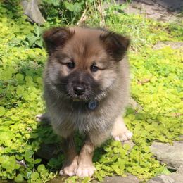 Icelandic Sheepdog Puppies from Windswept Icelandic Sheepdogs