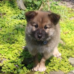 Icelandic Sheepdog Puppies from Windswept Icelandic Sheepdogs