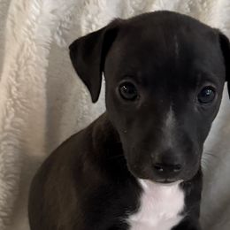 Boy 1 - Italian Greyhound puppy from Ziggy's Iggys Northwest