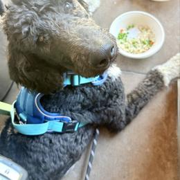 Rocket - Parti male Poodle puppy in Meadowbrook, California from Standard Poodle Pups