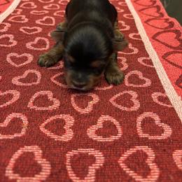 Female 3 - Blue and gold female Yorkshire Terrier puppy in Pomona, California from Carbajal Yorkshire Terriers