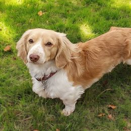 Gunner - Dachshund