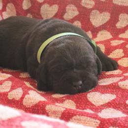 Rascal - Chocolate male Labrador Retriever puppy in Camden, Indiana from Camden's Caring Canines