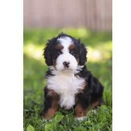 Indy - Bernedoodle