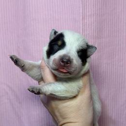 Alfalfa - Blue speckled male Australian Cattle Dog puppy in Rosharon, Texas from 4Surge Cattle Dogs