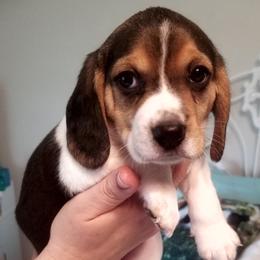 Flower - Black tan and white female Beagle puppy in Peculiar, Missouri from At home