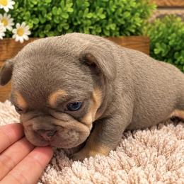 Peanut - Tricolors male French Bulldog puppy in Bell Gardens, California from G bulldogs