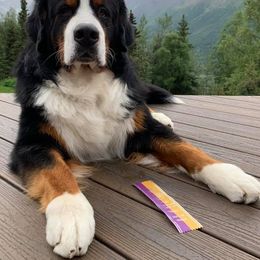 Bernese Mountain Dog All Grown Up from Darlis Meyer