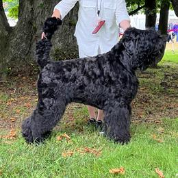 Yunona - Black Russian Terrier