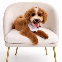 Ranger - Goldendoodle