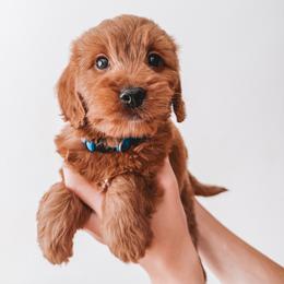 Alder (Blue) - Red  male Goldendoodle puppy in Beaverton, Oregon from Henry Elliots