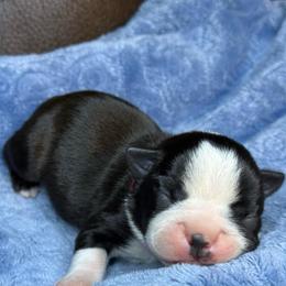 Jack (Red Collar) - Black and white male Boston Terrier puppy in Mishawaka, Indiana from Mendez Boston's