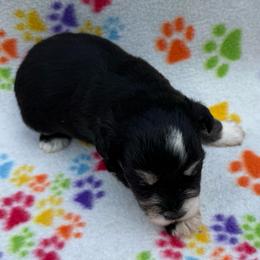 Maui - Black and silver male Miniature Schnauzer puppy in Lockney, West Virginia from S&T Kennels