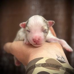 Mickey - Red merle male Miniature Australian Shepherd puppy in Lakeport, California from Akins Aussies/Wild Rose Ranch