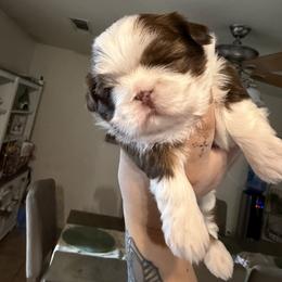 Star - Chocolate female Shih Tzu puppy in Live Oak, California from Irma's Shih Tzus