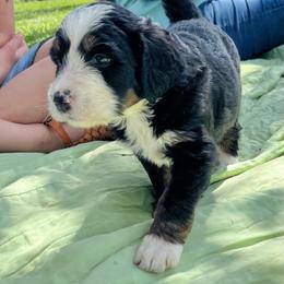 Stars - Tri-color female Bernedoodle puppy in Kansas City, Missouri from Beary GoldenDoodles