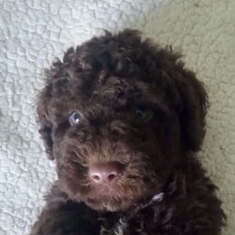 Mr. Green - Brown Spanish Water Dog puppy in Staunton, Virginia from Spinaz de Can
