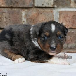 Bonnie - Blue merle female Australian Shepherd puppy in Wichita Falls, Texas from Spotted Mule Aussies