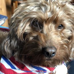 Lily - Goldendoodle