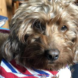 Lily - Goldendoodle