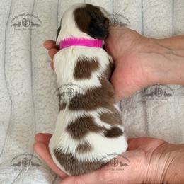 Miss. Pink-4200 - Dapple female Dachshund puppy in Sparr, Florida from From the Heart Doxies
