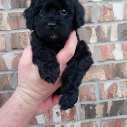Cavapoo Puppies from Curly Q Cavapoos