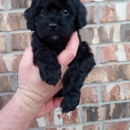 Cavapoo Puppies from Curly Q Cavapoos