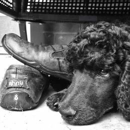 Poodle Puppies from Anutta Poodles