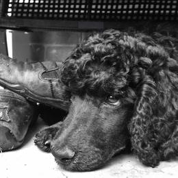 Poodle Puppies from Anutta Poodles