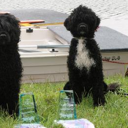 Portuguese Water Dogs from Allyn Portuguese Water Dogs