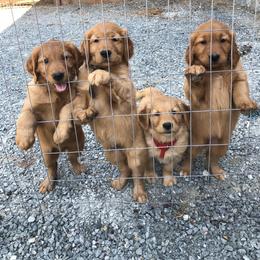 Golden Retriever Puppies from Singing Dog Farm