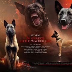 Wycked - Belgian Malinois