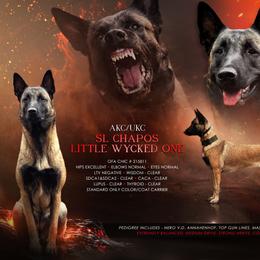 Wycked - Belgian Malinois
