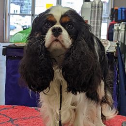 Quin - Cavalier King Charles Spaniel
