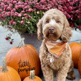 Molly - Australian Labradoodle