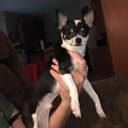 Chihuahuas and Yorkipoos from Charming Chihuahuas of Florida